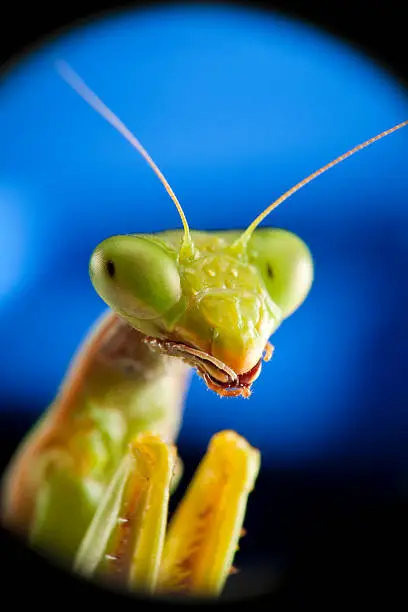 Photo of Praying mantis portrait