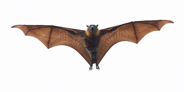 pipistrello della frutta portare suo figlio - bat fruit bat mammal australia foto e immagini stock