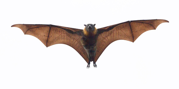 A fruit bat or flying fox. It is flying directly towards camera. Look carefully and you can see a tiny baby flying fox clinging to its chest. Photo taken in Melbourne, Australia.