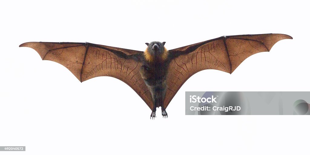 Fruit Bat Carrying its Baby A fruit bat or flying fox. It is flying directly towards camera. Look carefully and you can see a tiny baby flying fox clinging to its chest. Photo taken in Melbourne, Australia. Bat - Animal Stock Photo