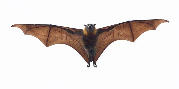 Fruit Bat Carrying its Baby A fruit bat or flying fox. It is flying directly towards camera. Look carefully and you can see a tiny baby flying fox clinging to its chest. Photo taken in Melbourne, Australia. isolated bat stock pictures, royalty-free photos & images