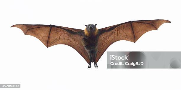 Fruit Bat Carrying Its Baby Stock Photo - Download Image Now - Bat - Animal, White Background, Flying Fox