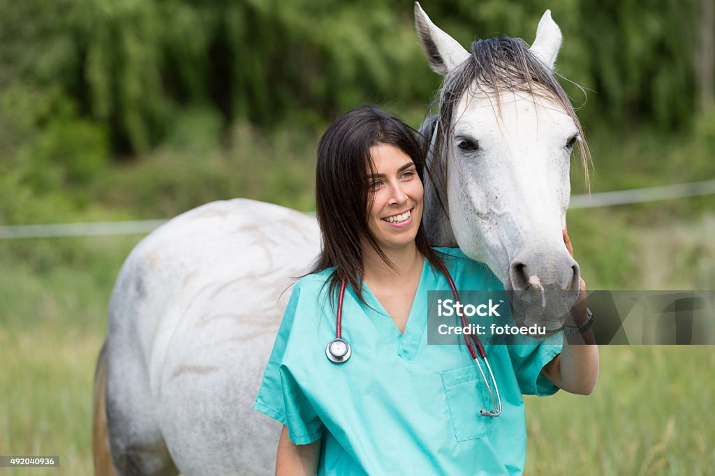 Veterinary on a farm Veterinary great performing a scan to a young mare Veterinarian Stock Photo