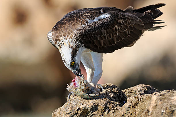 istock Osprey with the prey on the stone 492041514