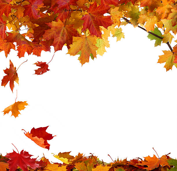 istock Isolated autumn maple leaves on white background 492041686