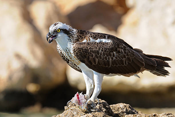 istock Osprey on the rock with the prey 492041836