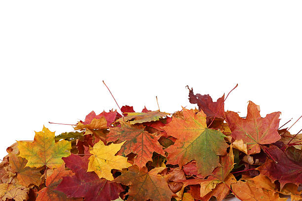 istock Autumn leaves on white background 492042314