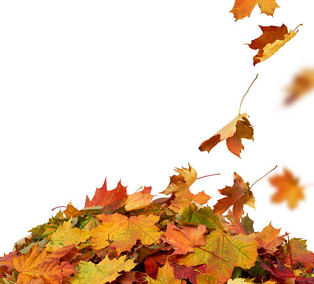 istock Autumn leaves on white background 492042400