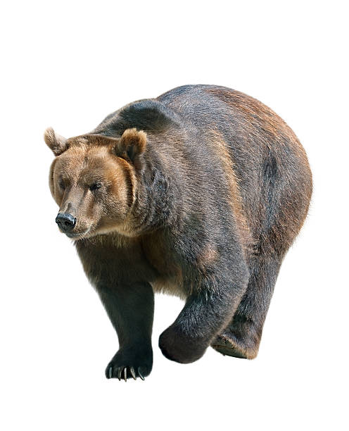 istock Brown bear isolated on white background, Siberia - Russia 492044538