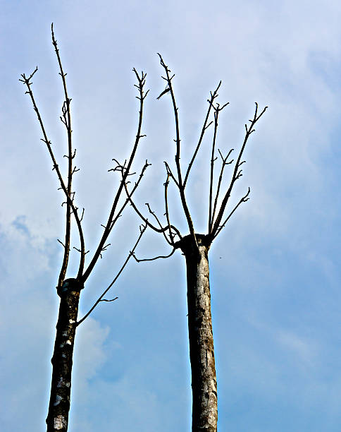 istock Dead twigs in the background of blue sky 492044600