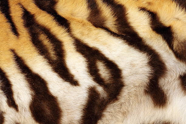 istock detail on tiger real black stripes 492055605