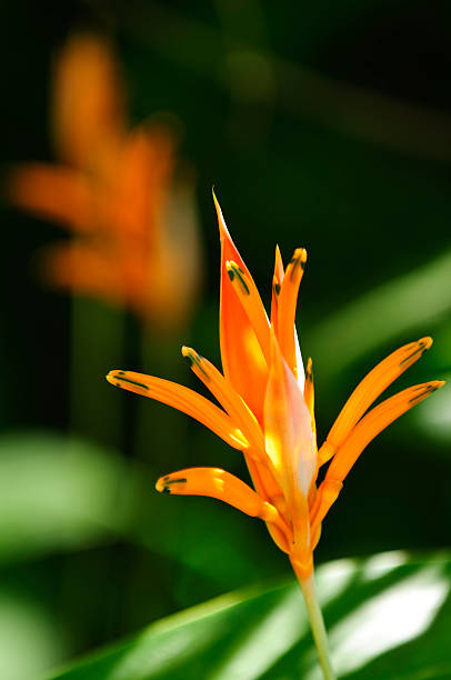 istock Tropical orange heliconia flower 492055721