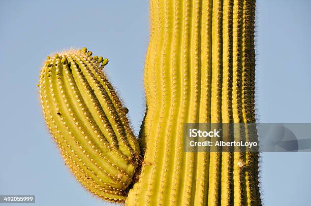 Cato De Carnegia Gigantea Tucson Arizona - Fotografias de stock e mais imagens de América do Norte - América do Norte, Ao Ar Livre, Arizona