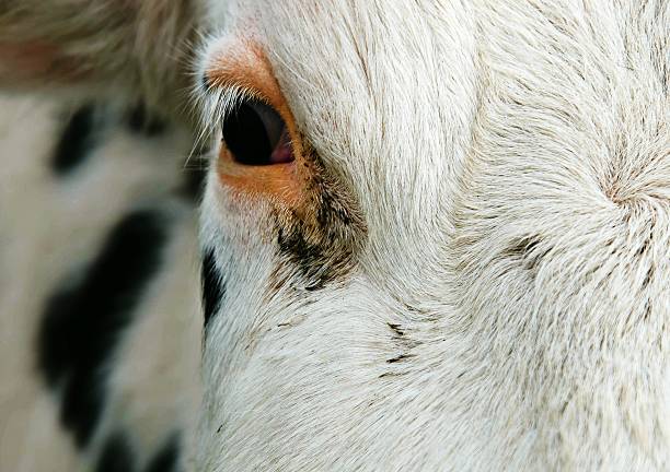 istock Close up of Cow 492056241