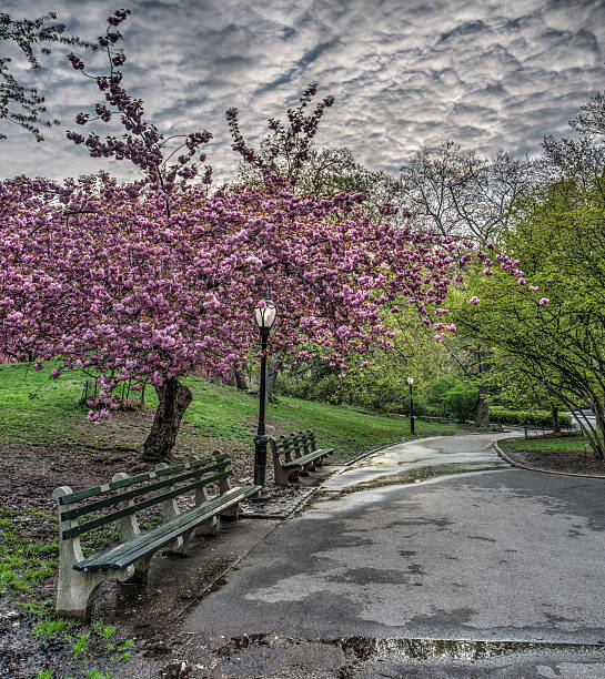 istock Spring in Central Park, New York City 492056555