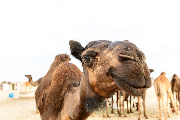 istock Head of dromedary in Oman desert (Oman) 492056803