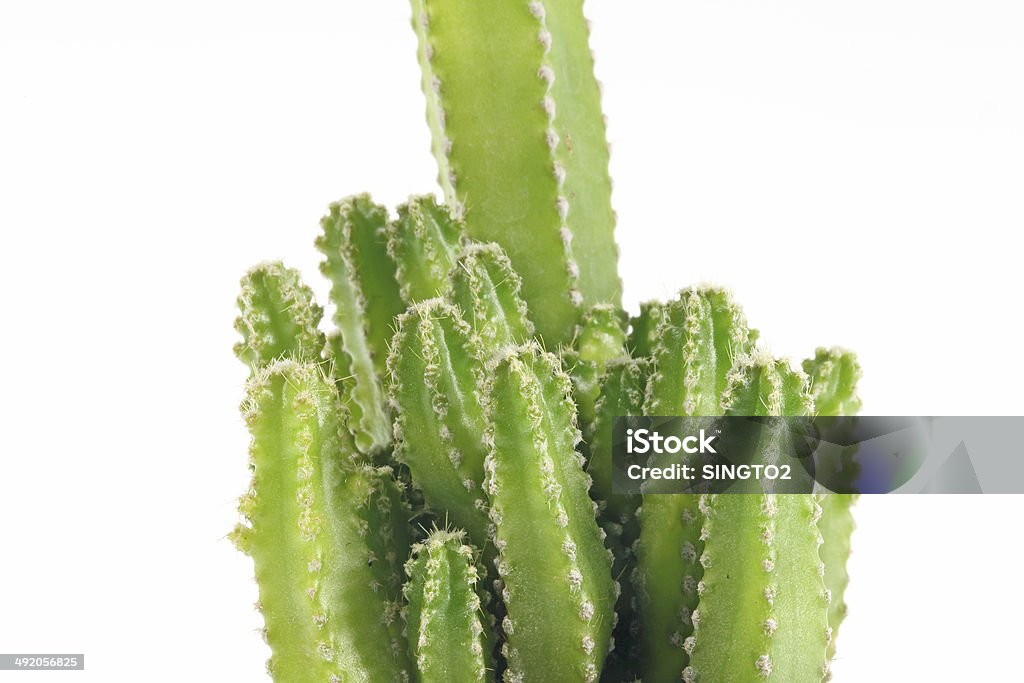 Kal Castus Small Castus On A White Background Stock Photo - Download Image Now ...