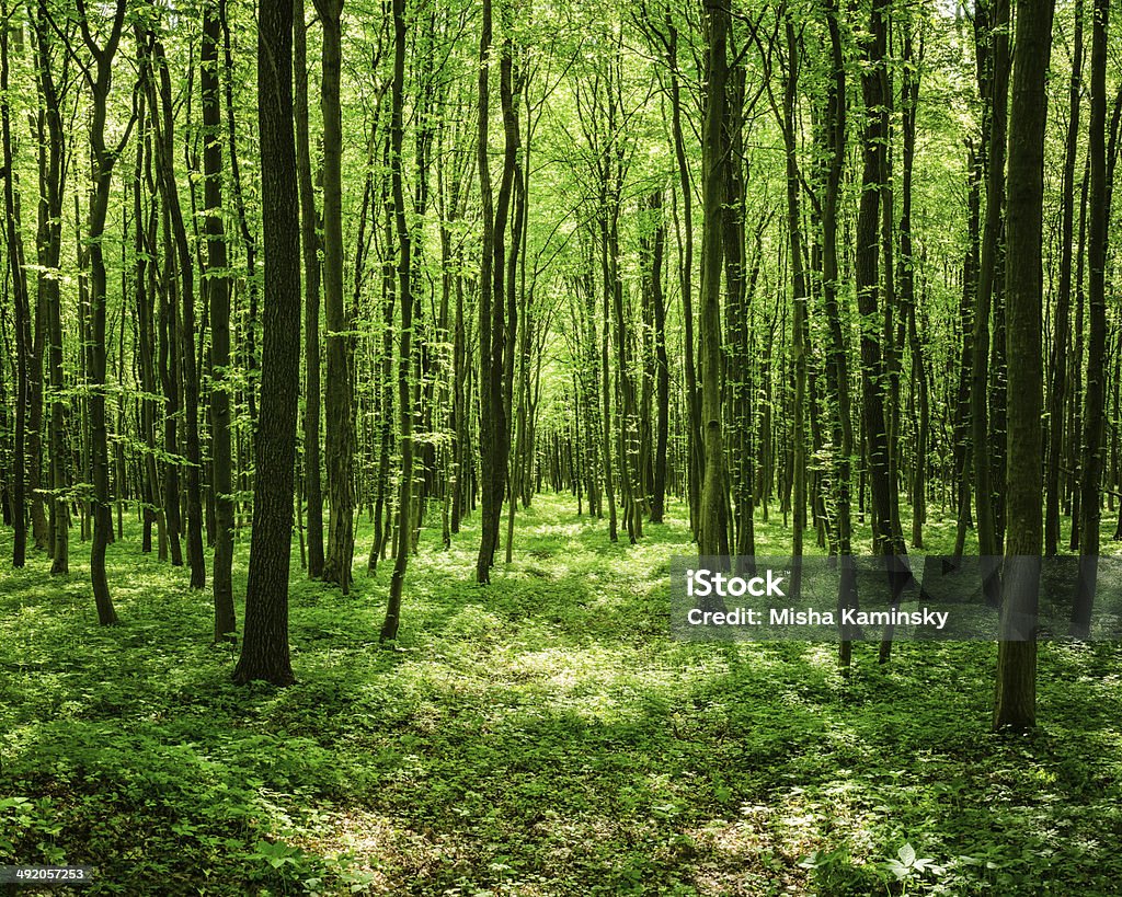 Path through the sunny spring forest Nature background Aspen Tree Stock Photo