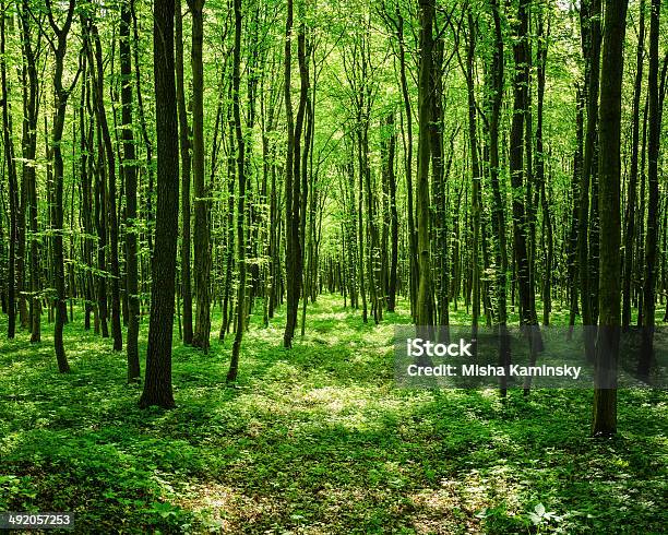 Path Through The Sunny Spring Forest Stock Photo - Download Image Now - Aspen Tree, August, Backgrounds