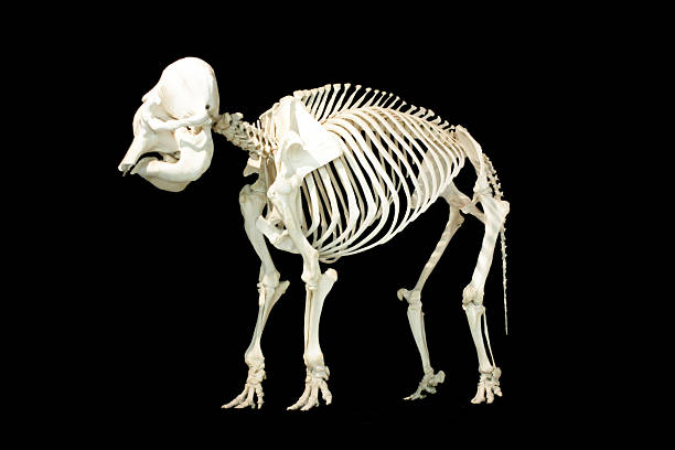 słoń szkielet - animal skull animal bone anatomy animal zdjęcia i obrazy z banku zdjęć