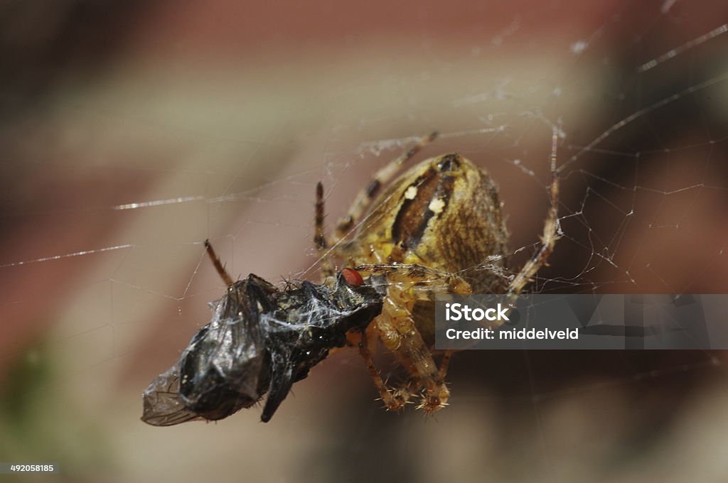 Spider Catching Insect Spider Catching A Fly Stock Photo - Download Image Now - Animal ...