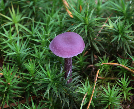 an amethyst deceiver mushroom, growing wild in the New Forest, Hampshire, England,