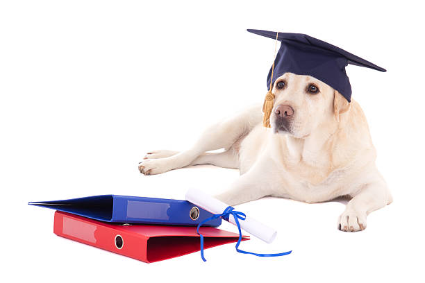 schöner hund im student mütze mit diplom isoliert auf weiss - dog graduation hat school stock-fotos und bilder