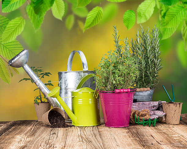 istock Outdoor gardening tools and herbs 492060029