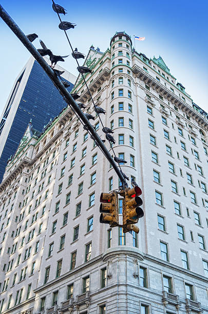 istock New York City bird 492060621