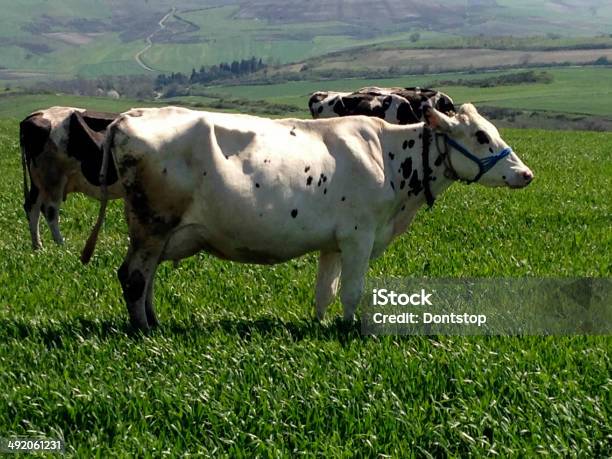 Cows On A Meadow Stock Photo - Download Image Now - Cow, Domestic Cattle, Grazing