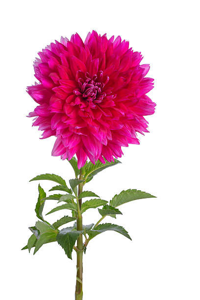 istock pink dahlia on a long stalk 492068970