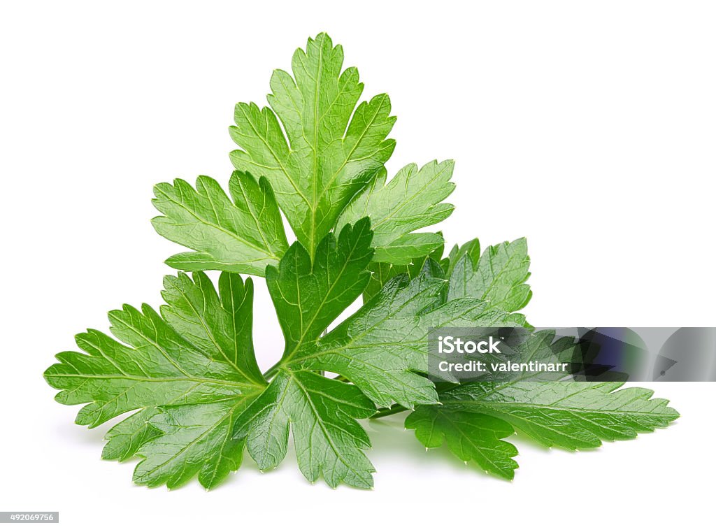 Parsley herb isolated Parsley herb isolated on white background. Parsley Stock Photo