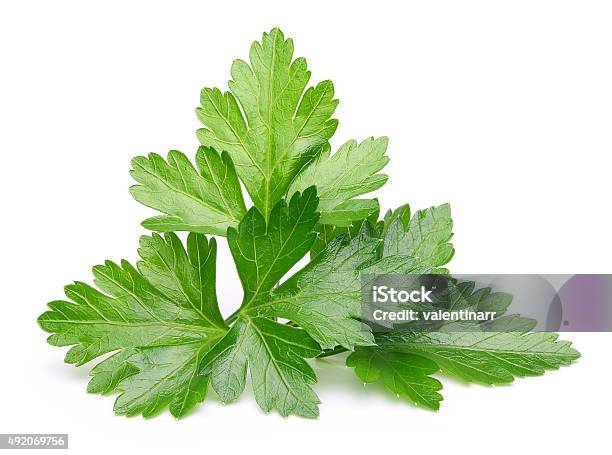 Parsley Herb Isolated Stock Photo - Download Image Now - Parsley, Cilantro, Cut Out