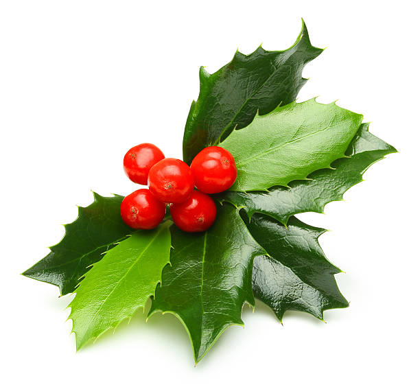 istock Holly berry leaves isolated 492070032