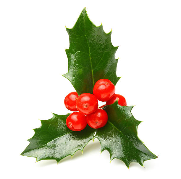 istock Holly berry leaves isolated 492070052