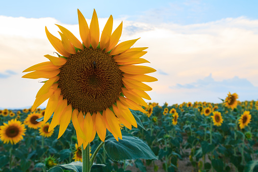 Sunflower field in Provence, FranceSunflower field in Provence, France