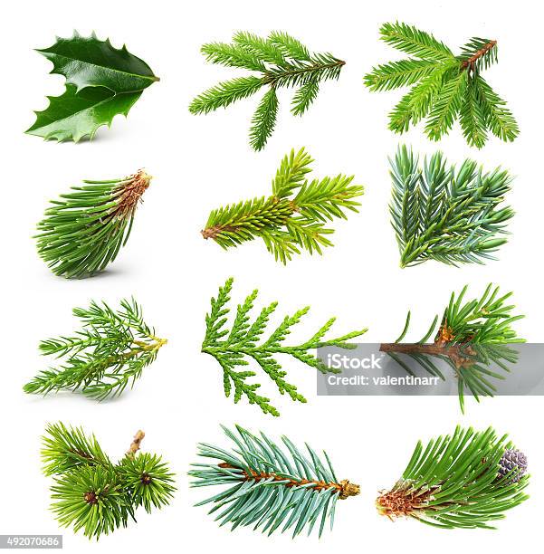 Evergreen Tree Branch Set Stock Photo - Download Image Now - Cedar Tree, Cut Out, Branch - Plant Part