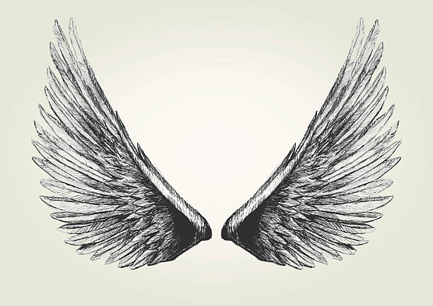 Wings Sketch illustration of wings angel wings drawing stock illustrations