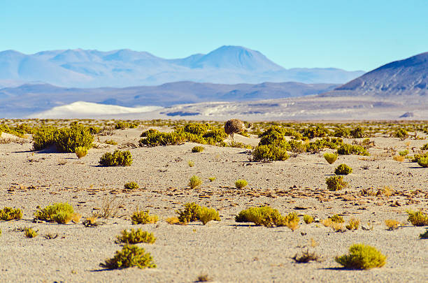 istock Bolivia, Antiplano - landscape with rhea bird 492071212