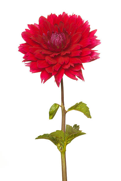 istock red dahlia on a long stalk 492071822