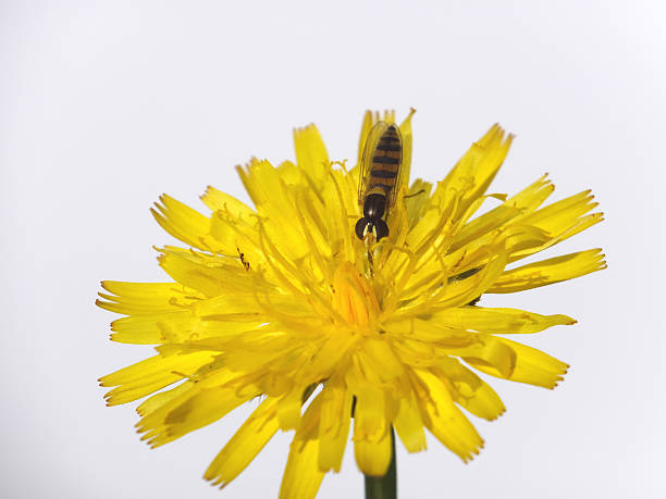 istock dandelion and fly in the white 492071950