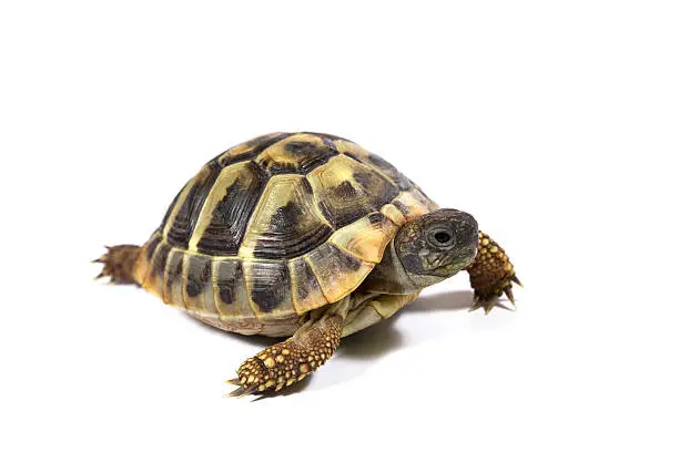 Photo of Tortoise