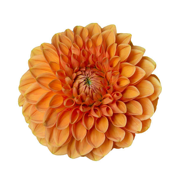 istock flower orange dahlia 492072222