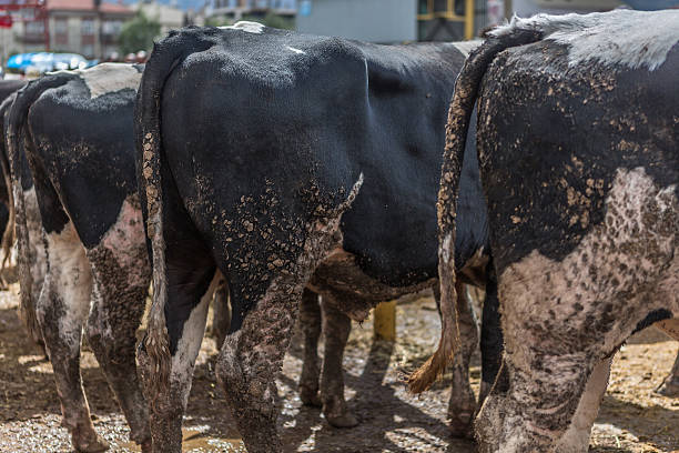 sacrificial mercato - editorial sacrifice animal cow foto e immagini stock