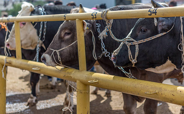 sacrificial mercato - editorial sacrifice animal cow foto e immagini stock