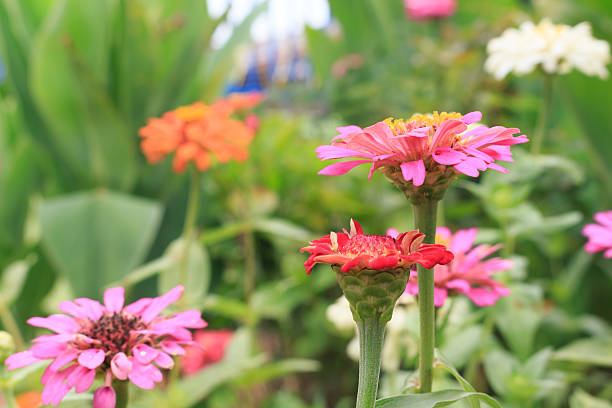 istock Zinnia flower of nature background 492073940
