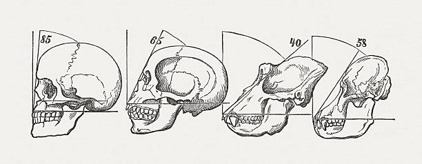 ilustraciones, imágenes clip art, dibujos animados e iconos de stock de cráneo humano y ape, publicado en 1884 - primate