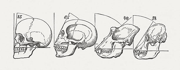 человека и обезьяна черепа, опубликованные в 1884 году путем - animal skull animal bone anatomy animal stock illustrations