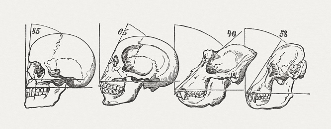 Human and ape skulls: Caucasian, African, Gorilla, Orang-Utan. Wood engraving, published in 1884.