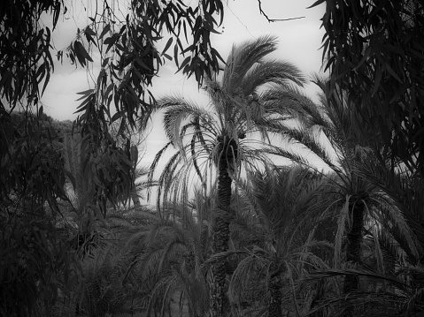 Palm tree in a soft black & white style, with a cloudy sky and some trees